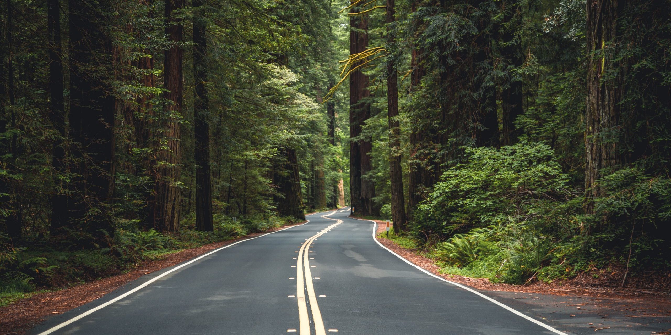 isolated-winding-road-through-a-redwood-forest-CKU59K2 isolated-winding-road-through-a-redwood-forest-CKU59K2