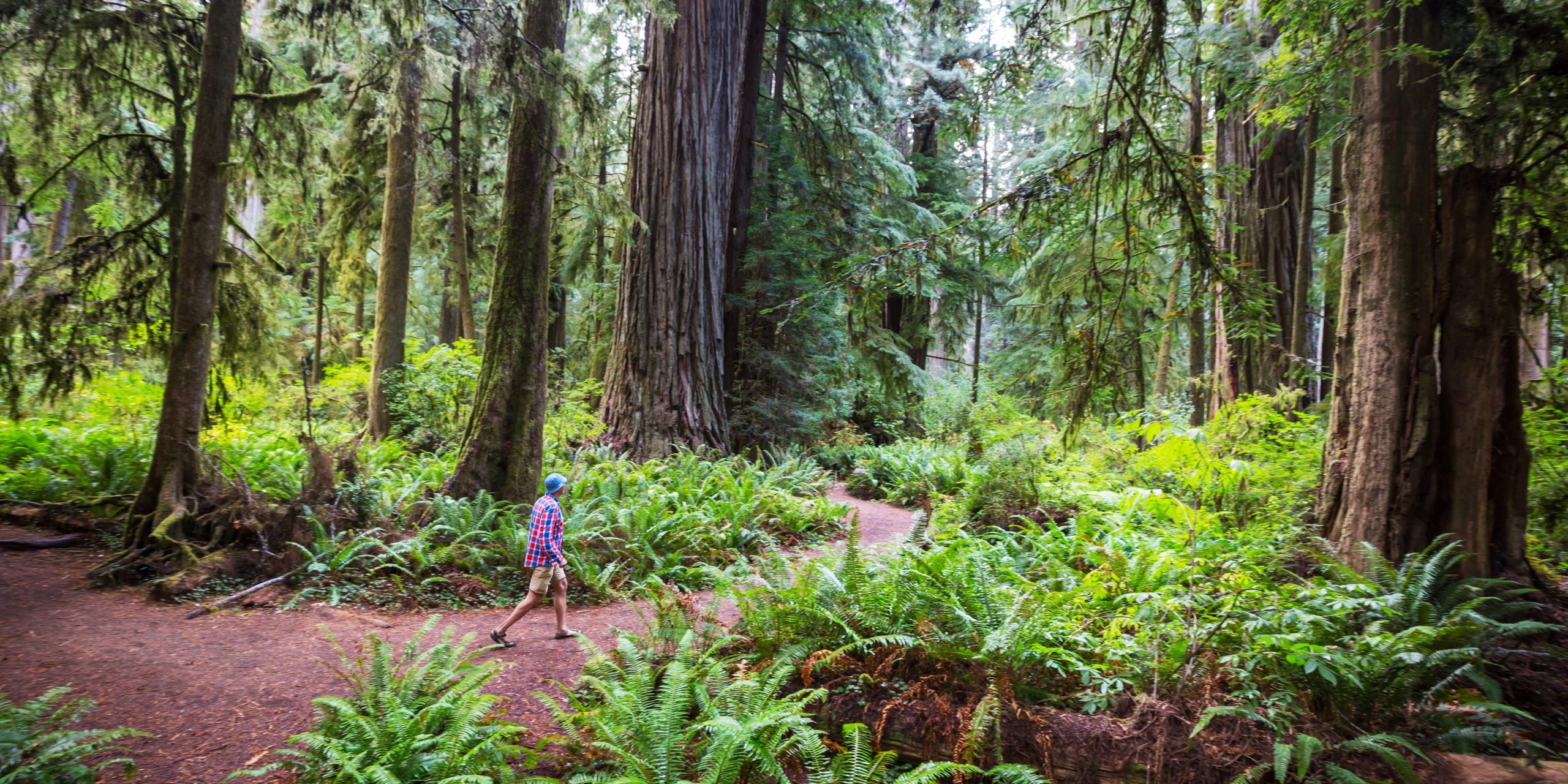Man walking on trail in between massive redwood trees in Northern California forest, USA
